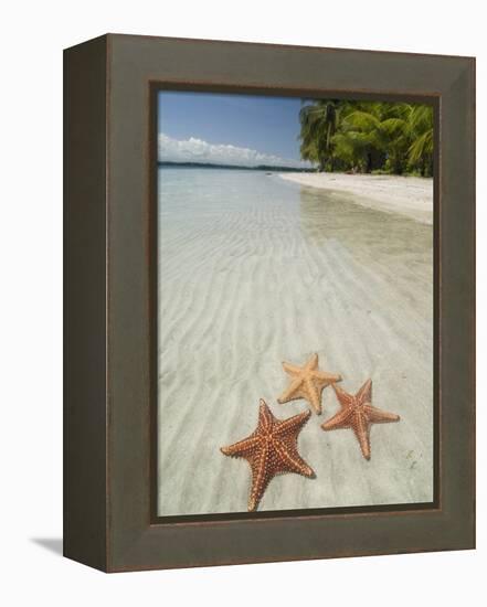 Starfish Beach, Bocas Del Drago, Isla Colon, Bocas Del Toro, Panama, Central America-null-Framed Premier Image Canvas