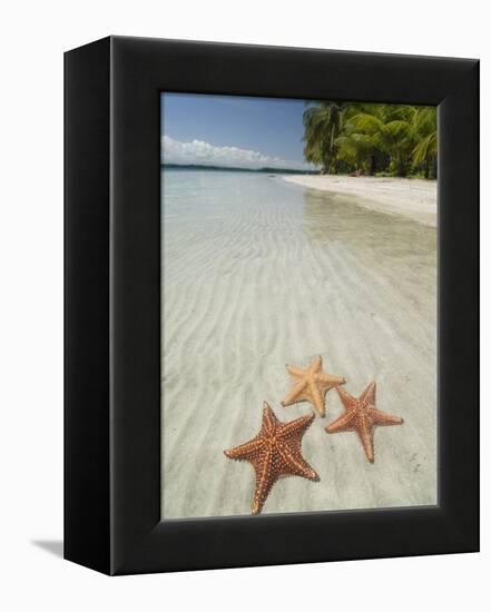 Starfish Beach, Bocas Del Drago, Isla Colon, Bocas Del Toro, Panama, Central America-null-Framed Premier Image Canvas