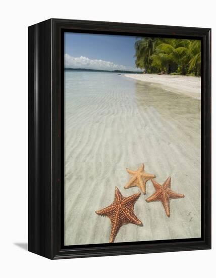 Starfish Beach, Bocas Del Drago, Isla Colon, Bocas Del Toro, Panama, Central America-null-Framed Premier Image Canvas