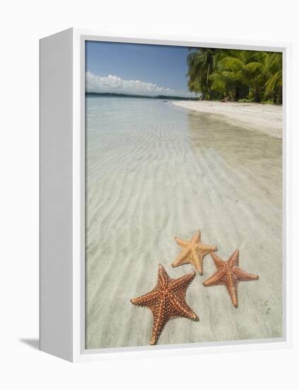 Starfish Beach, Bocas Del Drago, Isla Colon, Bocas Del Toro, Panama, Central America-null-Framed Premier Image Canvas