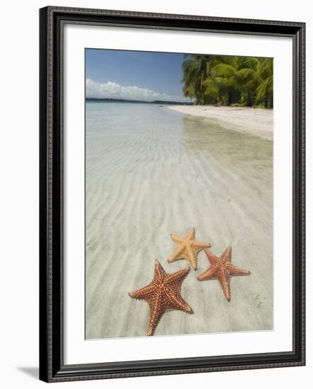 Starfish Beach, Bocas Del Drago, Isla Colon, Bocas Del Toro, Panama, Central America-null-Framed Photographic Print