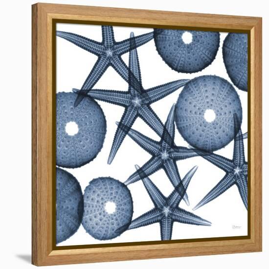 Starfish Blues-Albert Koetsier-Framed Stretched Canvas