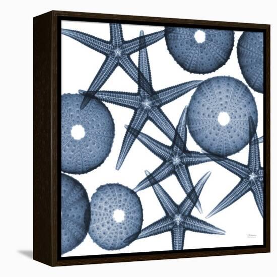 Starfish Blues-Albert Koetsier-Framed Stretched Canvas