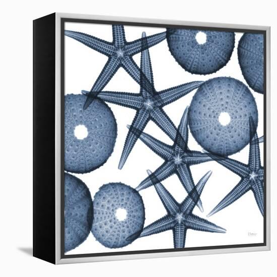 Starfish Blues-Albert Koetsier-Framed Stretched Canvas