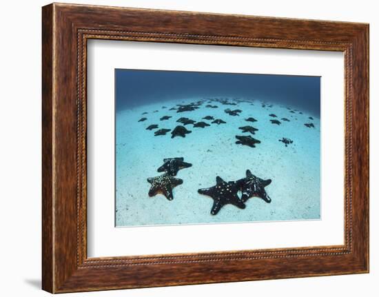 Starfish Cover the Sandy Seafloor Near Cocos Island, Costa Rica-Stocktrek Images-Framed Photographic Print