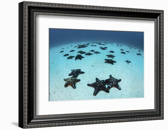 Starfish Cover the Sandy Seafloor Near Cocos Island, Costa Rica-Stocktrek Images-Framed Photographic Print