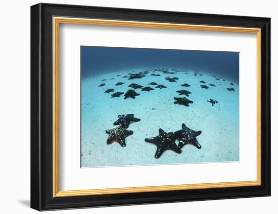 Starfish Cover the Sandy Seafloor Near Cocos Island, Costa Rica-Stocktrek Images-Framed Photographic Print