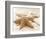 Starfish Family-null-Framed Art Print