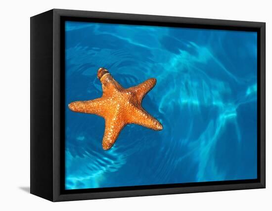 Starfish Floating on the Surface of the Ocean-Leslie Richard Jacobs-Framed Premier Image Canvas