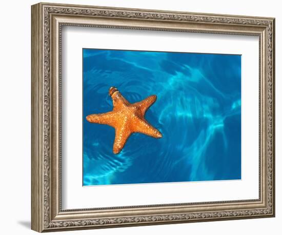 Starfish Floating on the Surface of the Ocean-Leslie Richard Jacobs-Framed Photographic Print