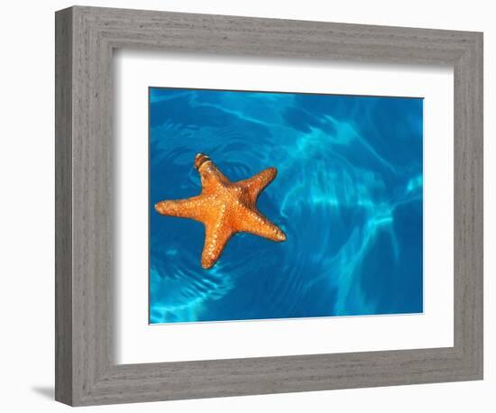 Starfish Floating on the Surface of the Ocean-Leslie Richard Jacobs-Framed Photographic Print