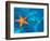 Starfish Floating on the Surface of the Ocean-Leslie Richard Jacobs-Framed Photographic Print