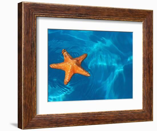 Starfish Floating on the Surface of the Ocean-Leslie Richard Jacobs-Framed Photographic Print