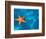 Starfish Floating on the Surface of the Ocean-Leslie Richard Jacobs-Framed Photographic Print