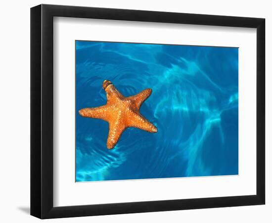 Starfish Floating on the Surface of the Ocean-Leslie Richard Jacobs-Framed Photographic Print