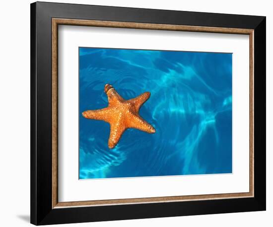 Starfish Floating on the Surface of the Ocean-Leslie Richard Jacobs-Framed Photographic Print