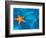 Starfish Floating on the Surface of the Ocean-Leslie Richard Jacobs-Framed Photographic Print