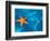 Starfish Floating on the Surface of the Ocean-Leslie Richard Jacobs-Framed Photographic Print