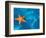 Starfish Floating on the Surface of the Ocean-Leslie Richard Jacobs-Framed Photographic Print