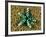 Starfish (Gomophia)-Andrea Ferrari-Framed Photographic Print