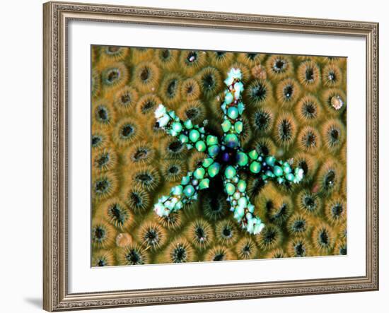 Starfish (Gomophia)-Andrea Ferrari-Framed Photographic Print