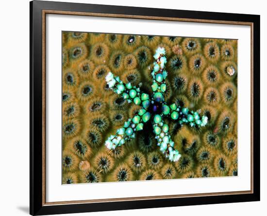 Starfish (Gomophia)-Andrea Ferrari-Framed Photographic Print