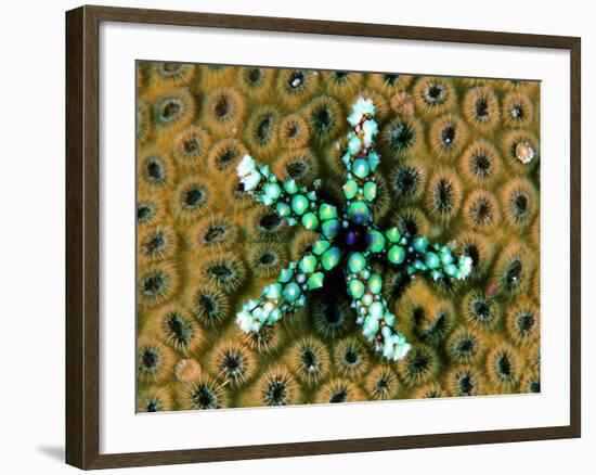 Starfish (Gomophia)-Andrea Ferrari-Framed Photographic Print