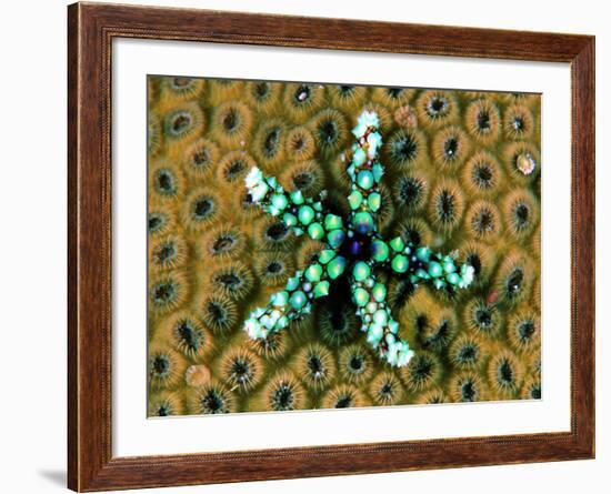 Starfish (Gomophia)-Andrea Ferrari-Framed Photographic Print