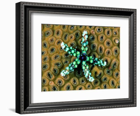 Starfish (Gomophia)-Andrea Ferrari-Framed Photographic Print