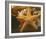 Starfish I-Philip Clayton-thompson-Framed Photo