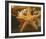 Starfish I-Philip Clayton-thompson-Framed Photo