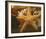 Starfish I-Philip Clayton-thompson-Framed Photo