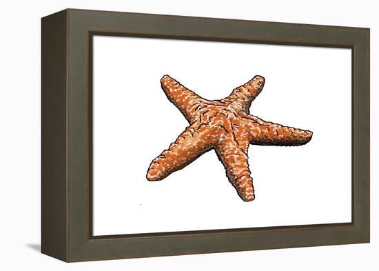 Starfish - Icon-Lantern Press-Framed Stretched Canvas