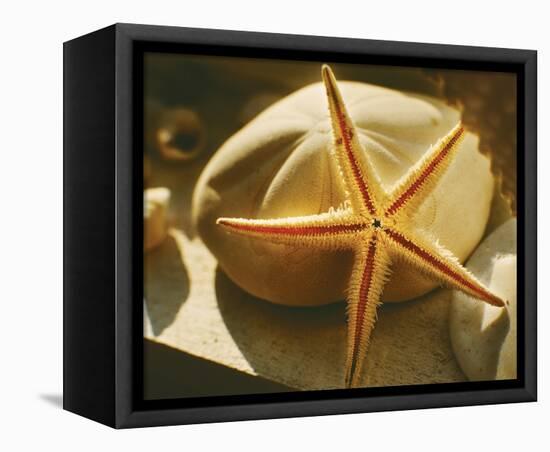 Starfish II-Philip Clayton-thompson-Framed Stretched Canvas