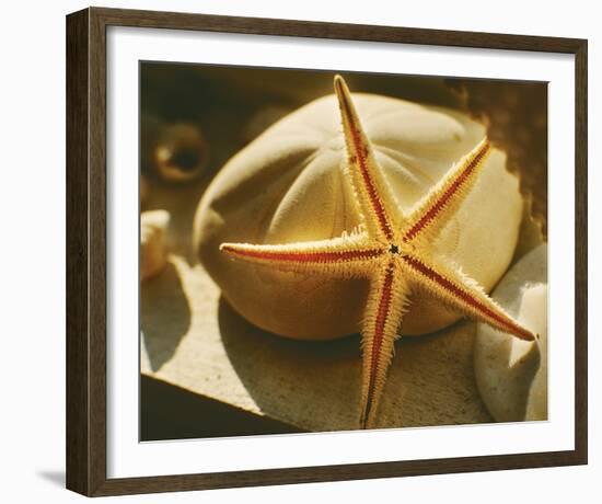 Starfish II-Philip Clayton-thompson-Framed Photo