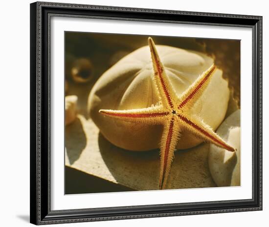 Starfish II-Philip Clayton-thompson-Framed Photo