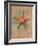 Starfish II-Lanie Loreth-Framed Art Print