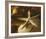 Starfish III-Philip Clayton-thompson-Framed Photo