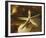 Starfish III-Philip Clayton-thompson-Framed Photo