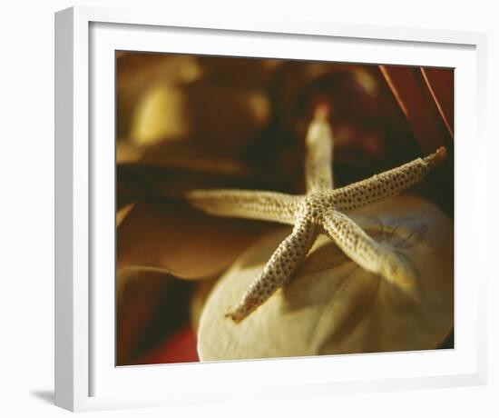 Starfish III-Philip Clayton-thompson-Framed Photo