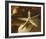 Starfish III-Philip Clayton-thompson-Framed Photo