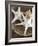 Starfish in a basket-Felix Wirth-Framed Photographic Print