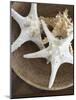 Starfish in a basket-Felix Wirth-Mounted Photographic Print