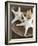 Starfish in a basket-Felix Wirth-Framed Photographic Print