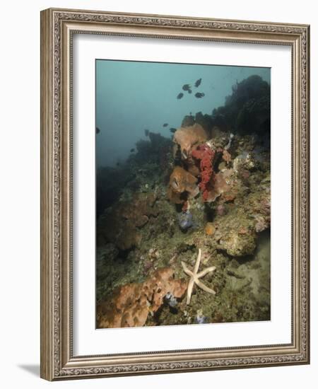 Starfish in a Diverse Reef, Lembeh Strait, Indonesia-Stocktrek Images-Framed Photographic Print