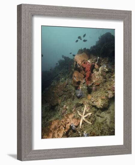 Starfish in a Diverse Reef, Lembeh Strait, Indonesia-Stocktrek Images-Framed Photographic Print