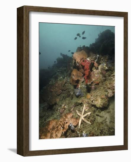 Starfish in a Diverse Reef, Lembeh Strait, Indonesia-Stocktrek Images-Framed Photographic Print