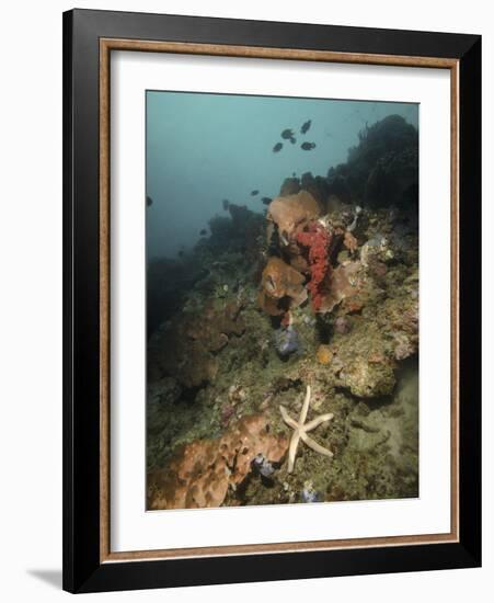 Starfish in a Diverse Reef, Lembeh Strait, Indonesia-Stocktrek Images-Framed Photographic Print