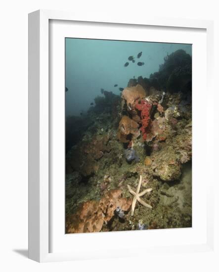 Starfish in a Diverse Reef, Lembeh Strait, Indonesia-Stocktrek Images-Framed Photographic Print