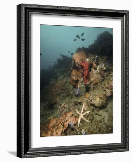 Starfish in a Diverse Reef, Lembeh Strait, Indonesia-Stocktrek Images-Framed Photographic Print